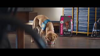 Eukanuba™ Puppy - The Graduate (New Zealand)