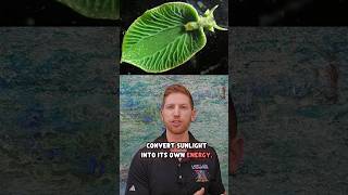 Slug That Does Photosynthesis Like A Plant