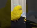 黄色いトリの雑談