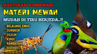 Masteran kombinasi materi mewah untuk isian burung jawara‼️materi Belalang emas cungkok cililin DLL