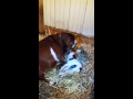 Nigerian Dwarf Goat gives birth to twins