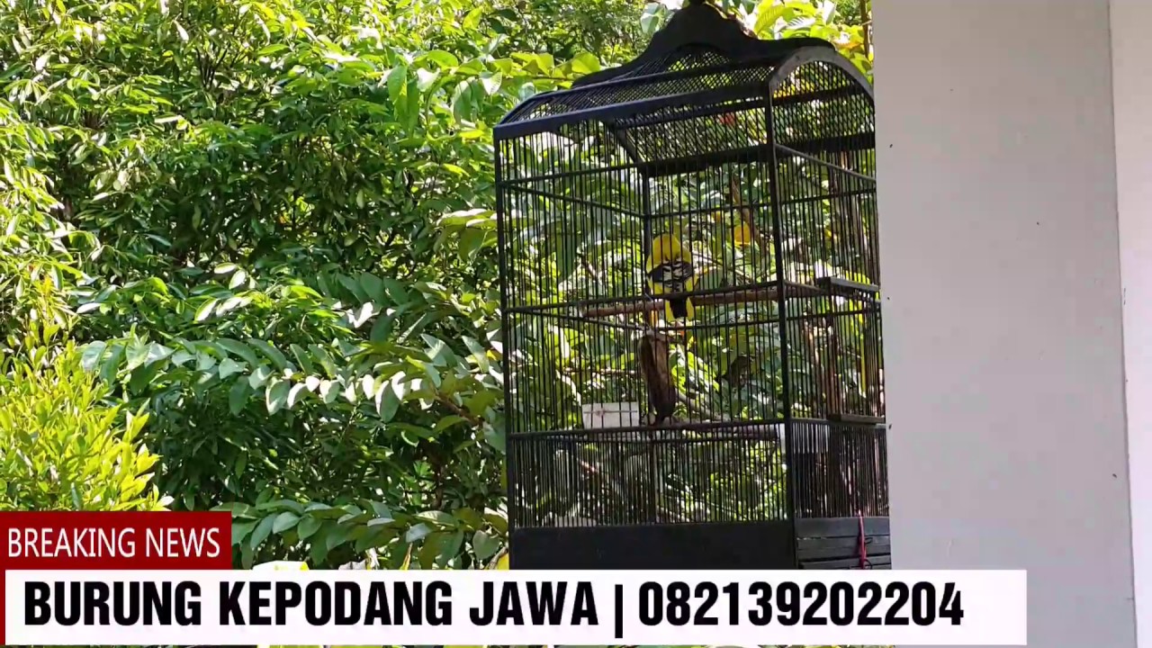 Burung Kepodang Lokal Jawa Youtube