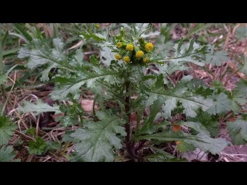 ვიდეო: ჩვეულებრივი მიწისქვეშა მცენარე (Senecio Vulgaris) - მაცოცხლებელი ბალახი