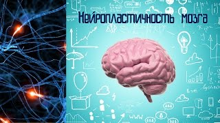 Нейропластичность, или Наш мозг любит учиться Нейропластичность, или Наш мозг любит учиться