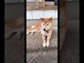 柴犬コロ ふたえすぎる柴犬が可愛い😍🐕✨ #柴犬コロ #可愛い #柴犬 #shibainu #cute #dog