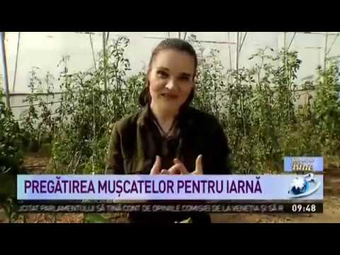 Video: Erori La Pregătirea Florilor Pentru Iarnă