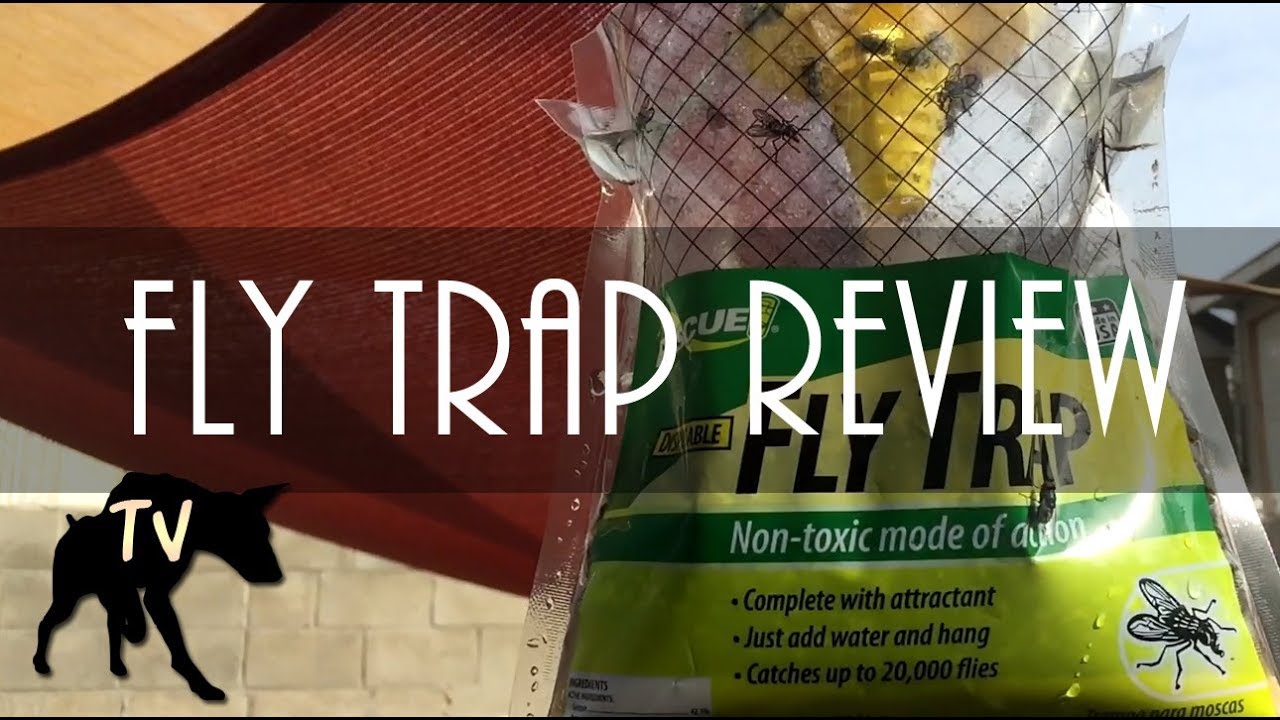 How To Get Ride Of Flies In Backyard With Multiple Dogs Rescue Fly Trap Review Youtube