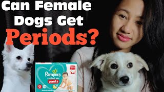 Can Female Dogs Get Periods? | Kulotobaby and Rio - Vlog#7 | Talking Dogs - In Hindi