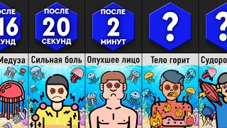 Что, Если Проглотить Медузу?