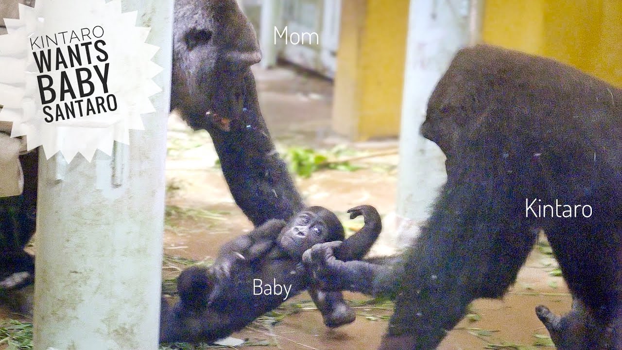 Young Gorilla longs to Cuddle the Tiny Baby | Kintaro & Santaro