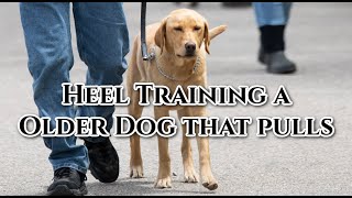 Heel Training an Older Dog that Drags Owner on Lead by DogBoneHunter 1,183 views 1 month ago 4 minutes, 43 seconds