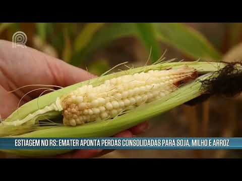 Estiagem no RS: Emater aponta perdas consolidadas para soja, milho e arroz | Canal Rural