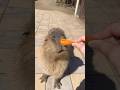 やっぱりにんじんやな🥕#カピバラ #capybara #動物
