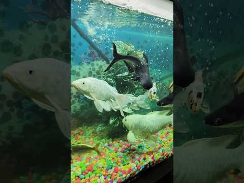 large fish aquarium for home #fishaquarium #aquarium