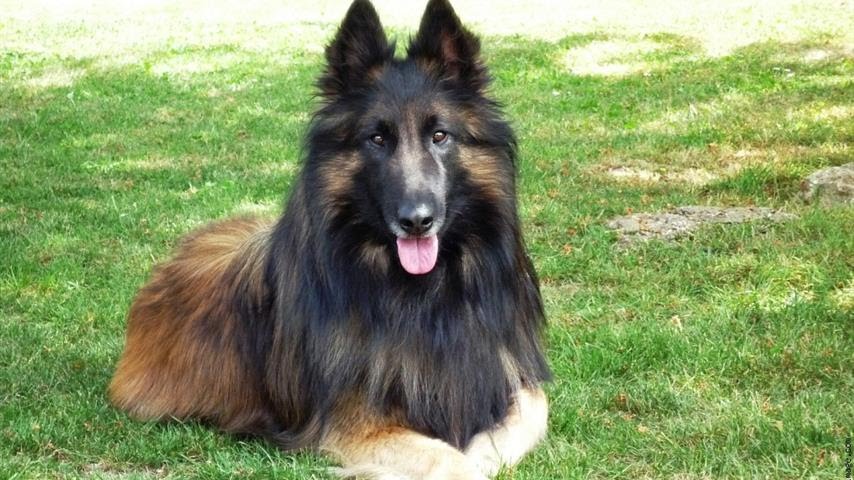 Annonce Chien Berger Kebili Tunisie Goldannonces Animaux