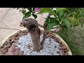 Quase perdi  o meu pre bonsai  de bunganvilli  e veja como está a roseira atualmente .Ep554