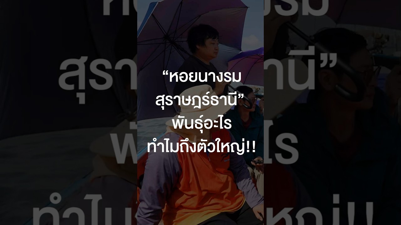 หอยนางรมสุราษฎร์ธานี พันธุ์อะไร ทำไมถึงตัวใหญ่? #เสือร้องไห้ #TigerShorts #Shorts #หอยนางรม