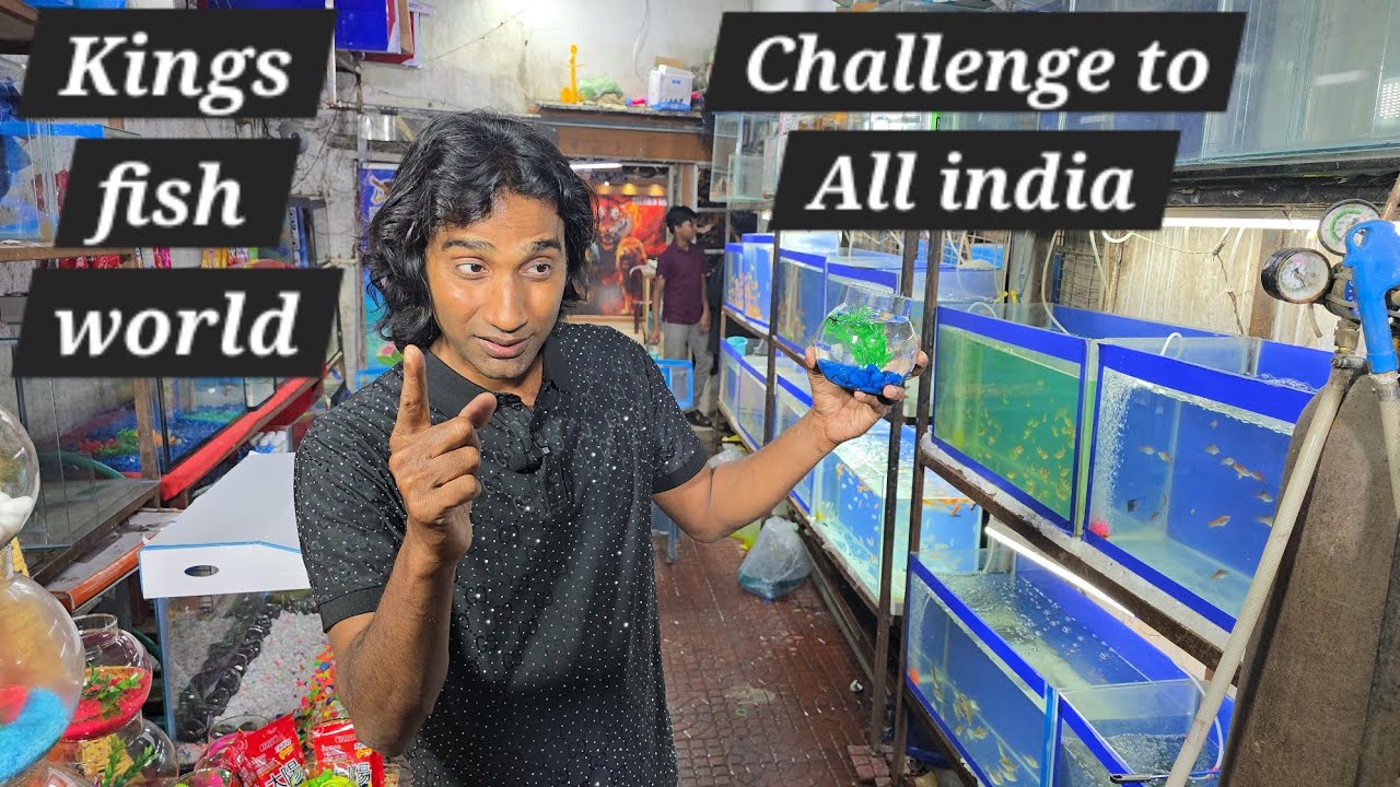 Kings fish world pets hub ka challenge to all India | ham jaisa koi nai dekh lenge agle hafte sabko