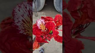 Tu deewana pagal  hindi song #shorts #