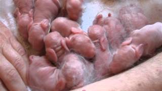 Rubys First Litter 6 Jun 2012