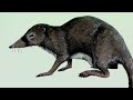 Dinosaur Extinction: What Caused It?