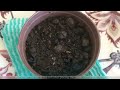 Sowing difficult cactus seeds mammillaria saboae groupe theresae bertholdii haudeana  luethyi