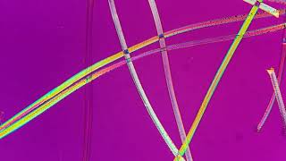 Identification of Basic Textile Fibers by Polarized Light Microscopy