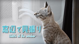 兄妹猫はニャルソック 窓辺で見張り 