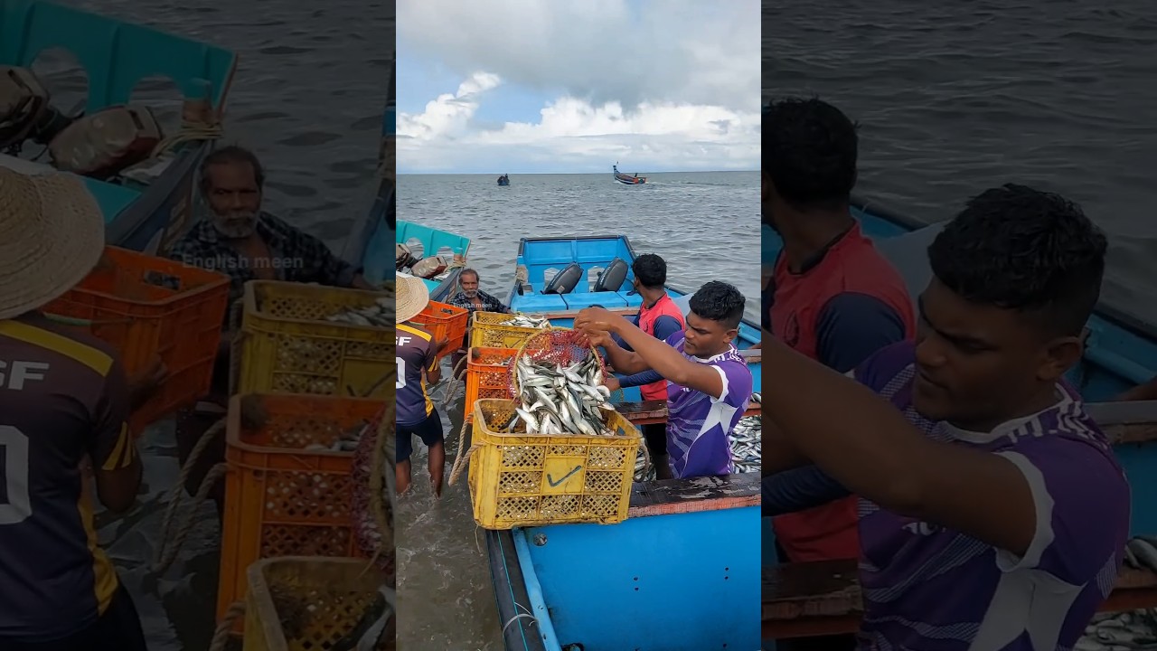 sea fishing of kerala                         #fishing #fisherman #seafishing #fish #shorts 21.6.26