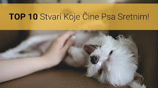 Kako Učiniti Psa Sretnim? Top 10 Stvari Koje Čine Vašeg Psa Sretnim I Veselim!