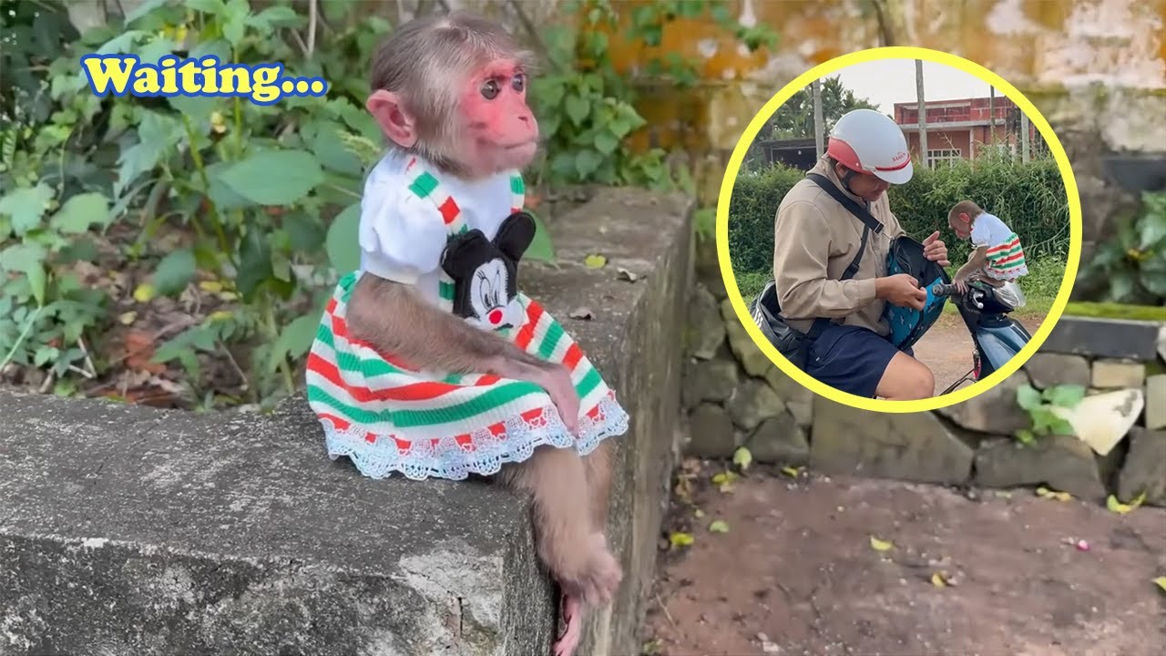 So Heartwarming! Monkey Kyo’s Cute Reaction When Dad & Baby Monkey Come Home