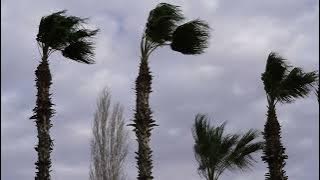 4K Video 1 Hour Palm Trees On a Windy Day