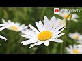 Best flower garden  beautiful flower garden  cinematic of flower garden