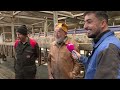 Boeren laten zien hoe het ook kan met koeien: 'Totaal onnodig!'