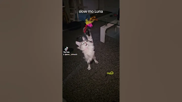 Watch the video about Maine coon x siberian kitten playing #mainecoon #siberiankitten #kitten #playing #15weeksold