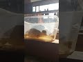 what animal is this...? #shorts #shortvideo