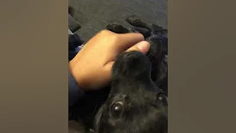 Belly Rubs on rainy night