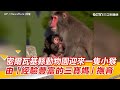 密爾瓦基縣動物園迎來一隻小猴子 由「經驗豐富的三寶媽」撫育｜三立新聞網 SETN.com