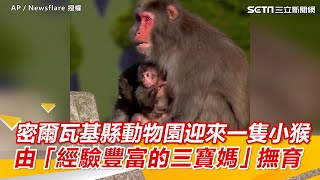 密爾瓦基縣動物園迎來一隻小猴子 由「經驗豐富的三寶媽」撫育｜三立新聞網 SETN.com