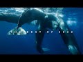 Whale watching azores islands with futurismo