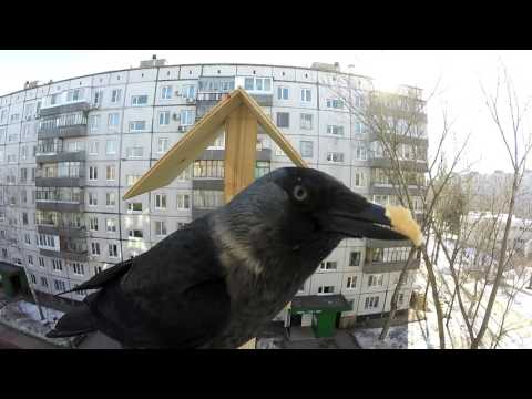 Галки