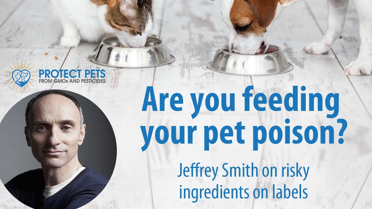 Are you feeding your pet poison? YouTube