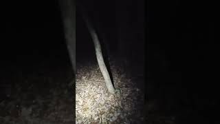 night shift jedi 3-19-24 by squirrel dog training 97 views 1 month ago 2 minutes, 40 seconds