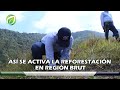 Así se activa reforestación en Región Brut