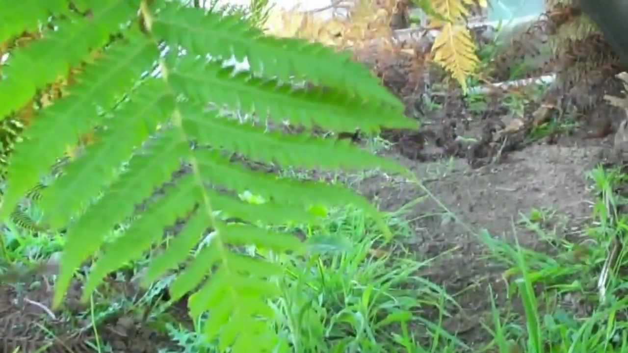 Bee Swarm Removal By Bee Green in Orange County, Ca   877-675-6102