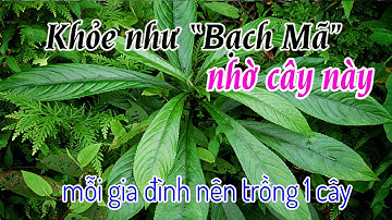 Xương Sông và món ăn giúp người ngủ củ thức, mỗi nhà nên trồng 1 cây các bác nhé