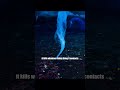Death icicles under the sea — would YOU dare to touch them? #wildlife #animals #shorts #video #ice