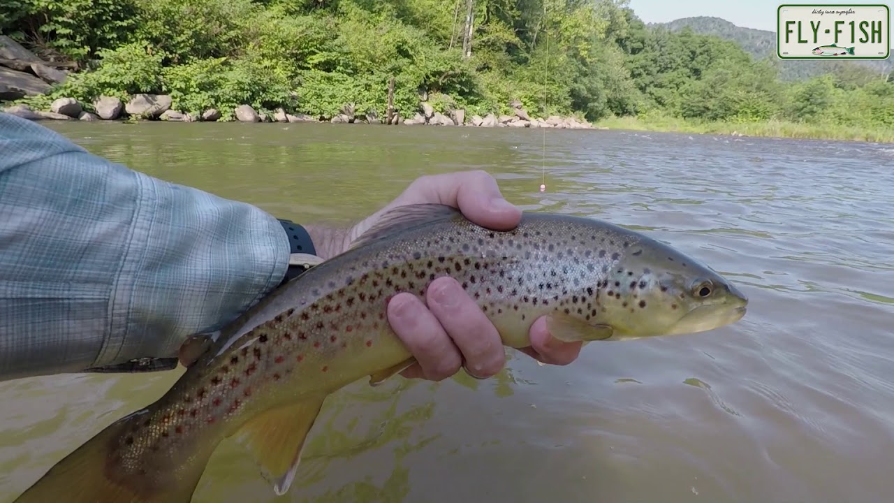 Fly FIshing Esopus Creek August 2nd YouTube