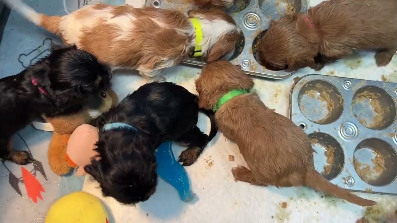 9/29/23 Trixie’s pups have their first meal of puppy food mush. Yummy