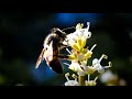 Honey Bees | 4K HDR | OLED